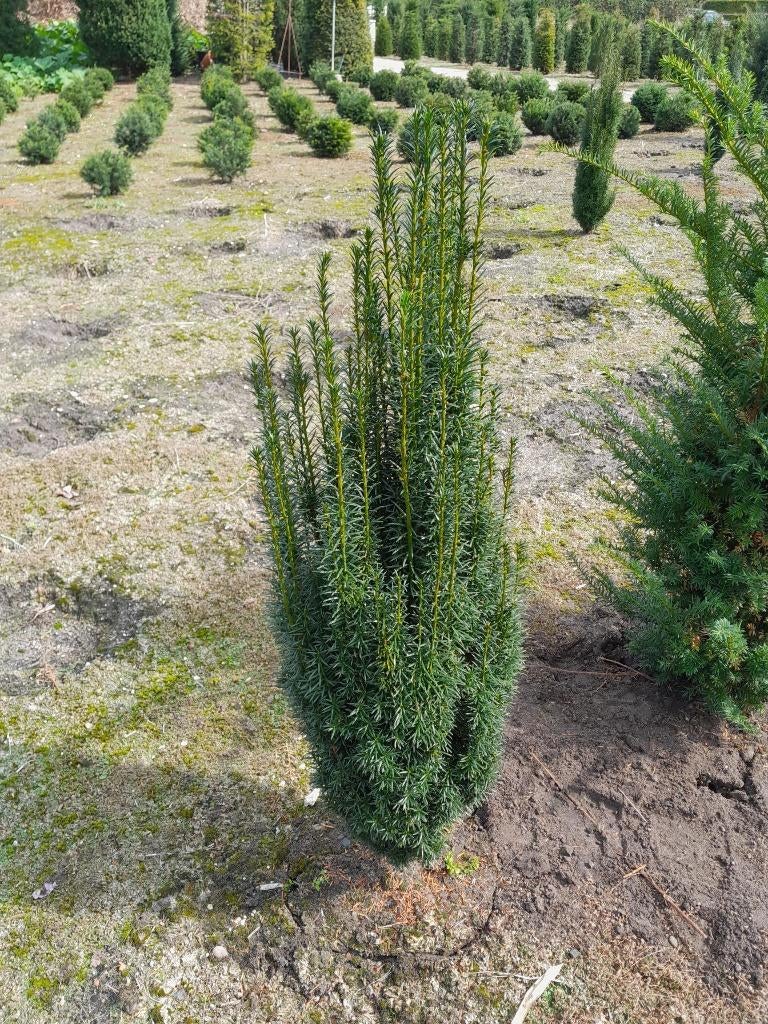 Taxus fastigiata, Ophalen, Bloeit niet, Halfschaduw, Overige soorten