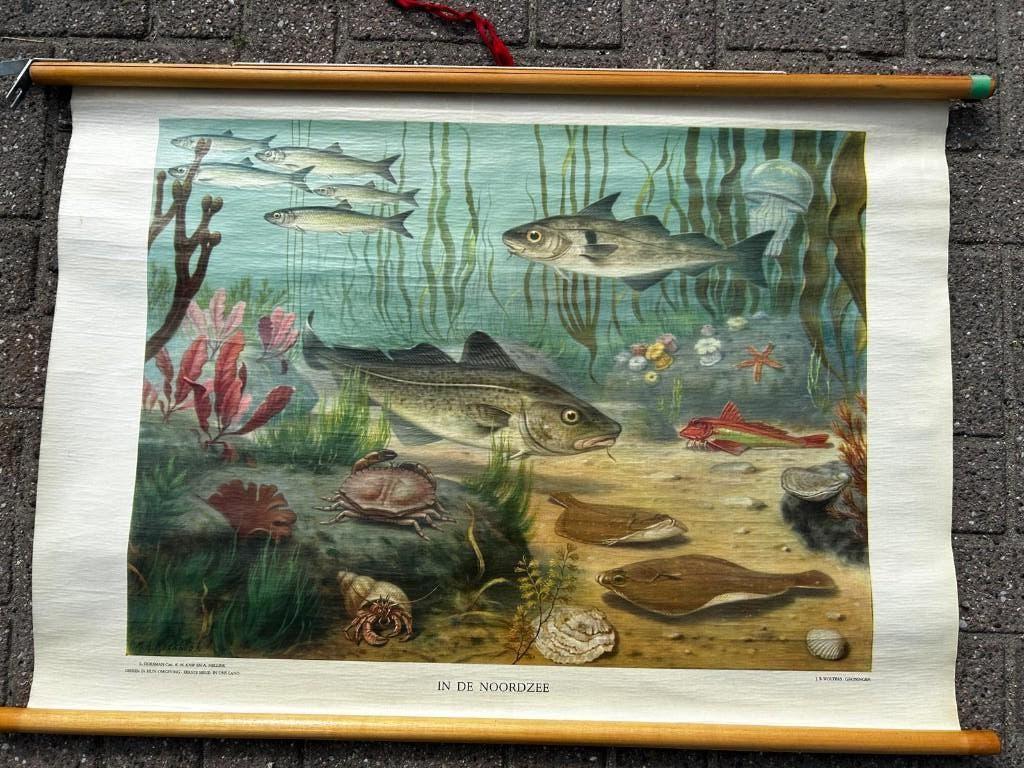 In de Noordzee, Ophalen of Verzenden, Natuur en Biologie