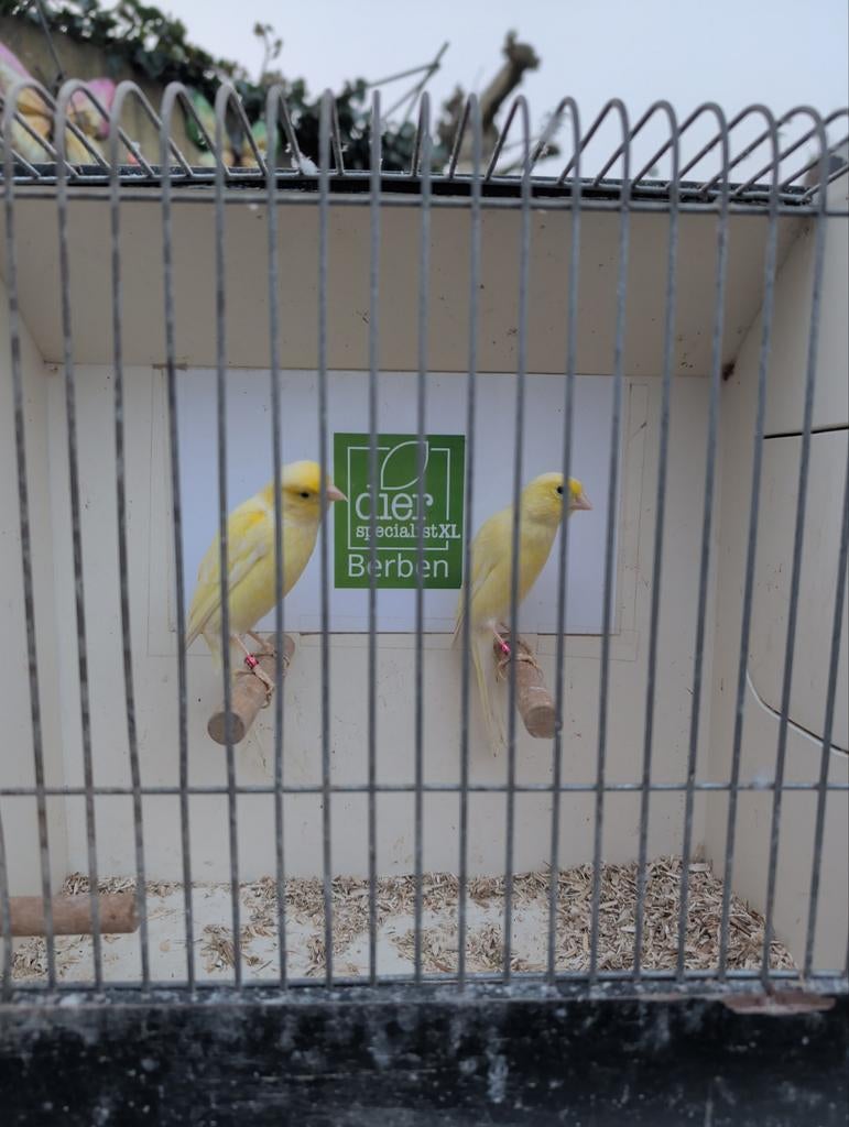 Meerdere koppels Scotch fancy kanaries, Dieren en Toebehoren, Meerdere dieren