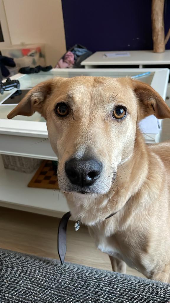 Baasje gezocht voor Skye (7 jaar), Dieren en Toebehoren, 6 jaar of ouder, Particulier, Rabiës (hondsdolheid), Buitenland