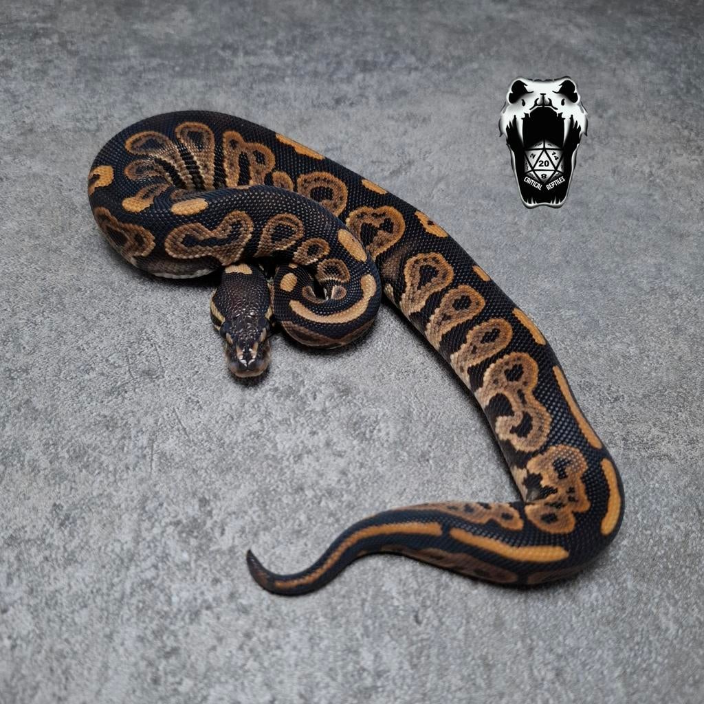 1.0 Black pastel Het Pied NK25 (python regius) Ball Python - male for sale from Critical Reptiles