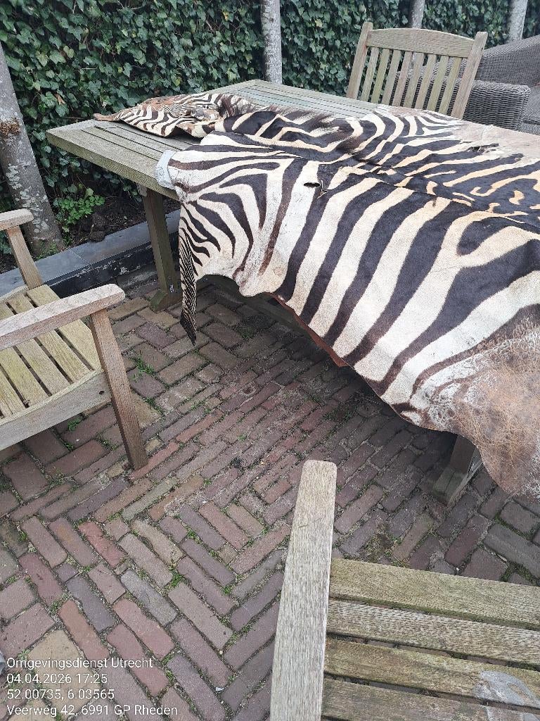 zebra huid, Ophalen, Gebruikt, 150 tot 200 cm, 200 cm of meer