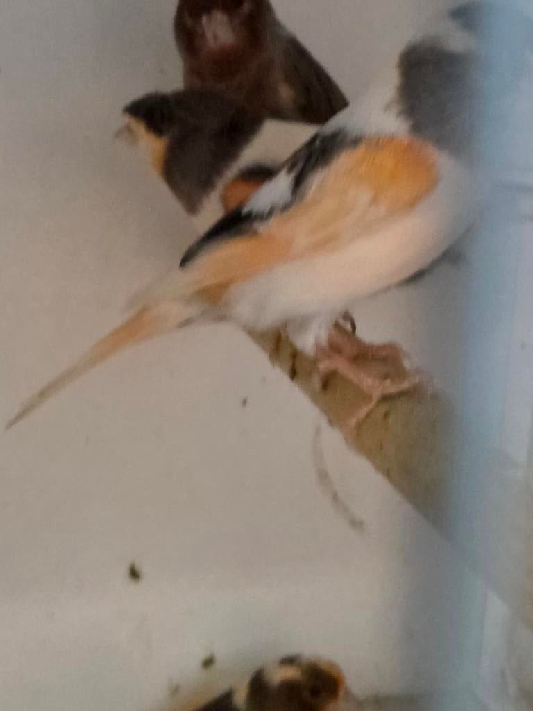 Vele kanaries, Meerdere dieren, Kleurkanarie