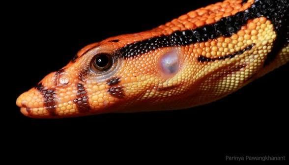 1,1 paar Varanus dumerilii Monitor Lizard - unknown for sale from Bo