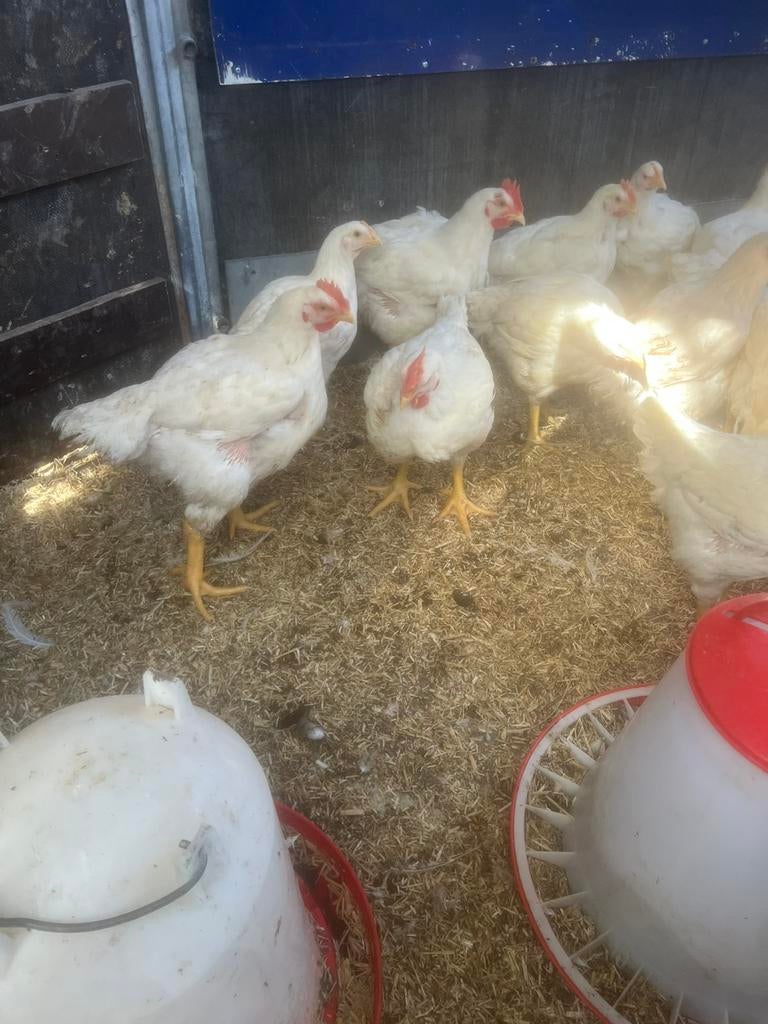 mestkuikens, Meerdere dieren, Kip