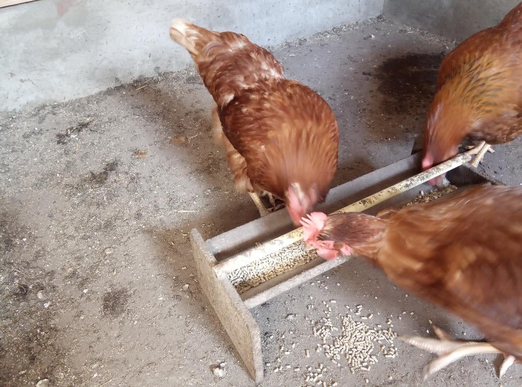 kip legkip kippen, Vrouwelijk, Kip