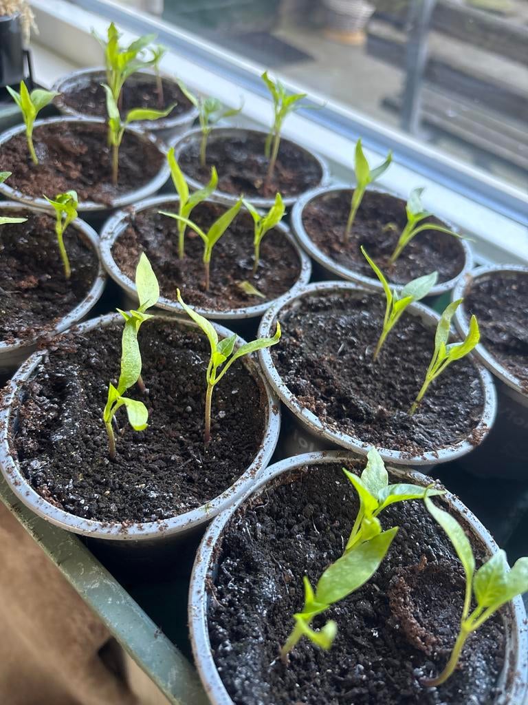 Rode Paprika plantjes in potjes, Ophalen, Volle zon, Groenteplanten, Eenjarig