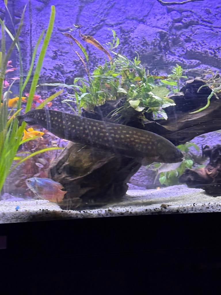 Mesvis met stippen, Vis, Zoetwatervis