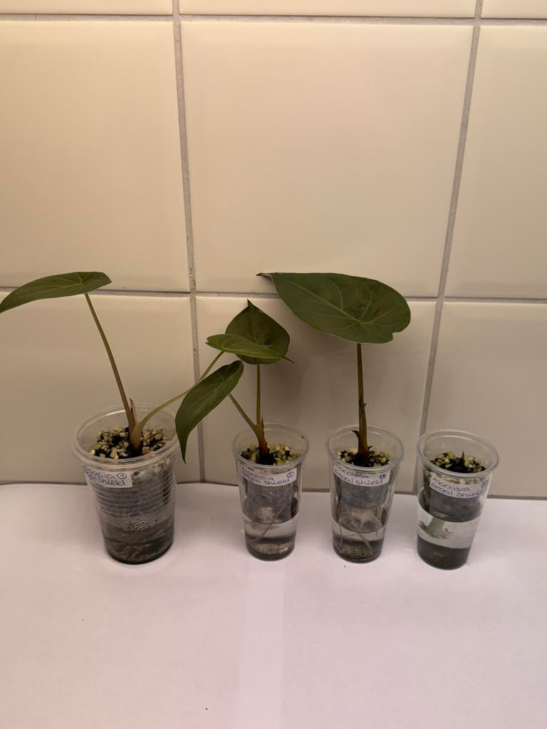 Alocasia regal shield, Huis en Inrichting, Kamerplanten, Ophalen of Verzenden, Halfschaduw, Minder dan 100 cm