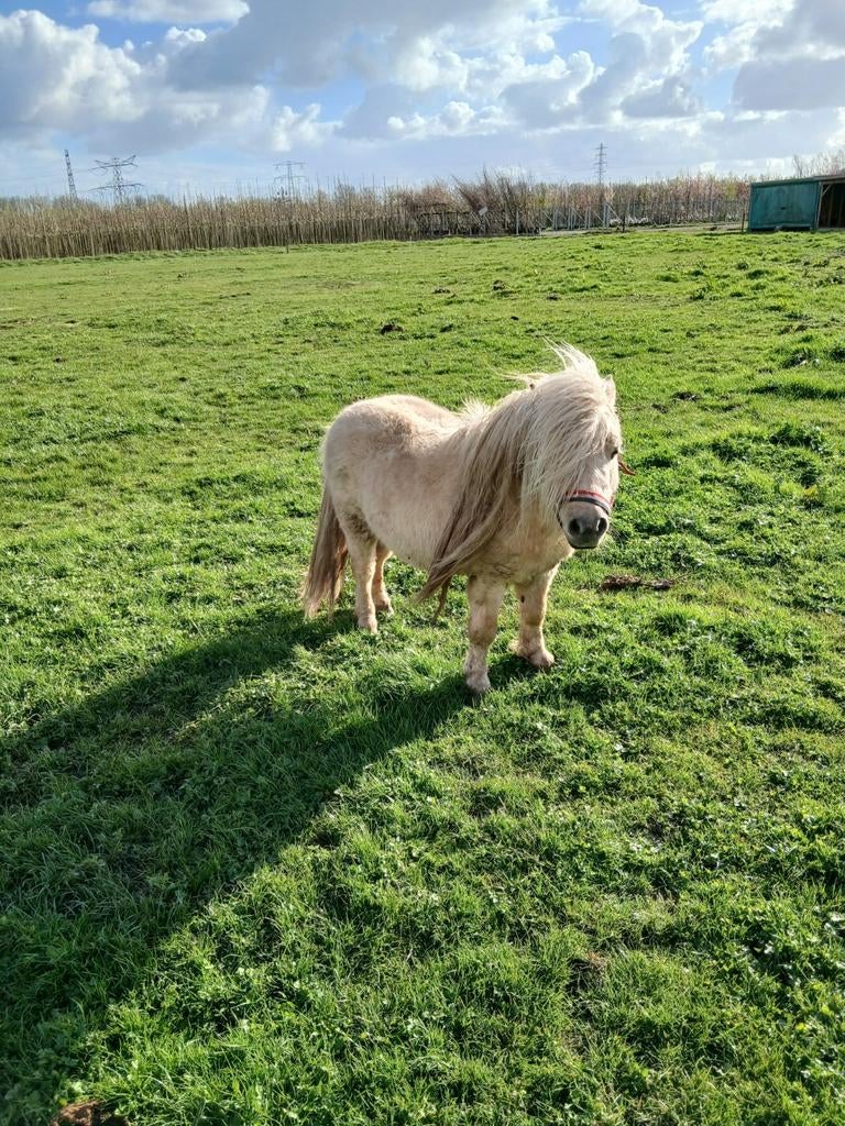 Te koop een prachtige mini palomino stamboek dekhengstje, Hengst