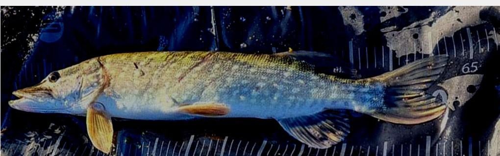 2 sets van elk 4 stuks Baars Snoekspinners met vlieg, Ophalen, Nieuw, Complete set