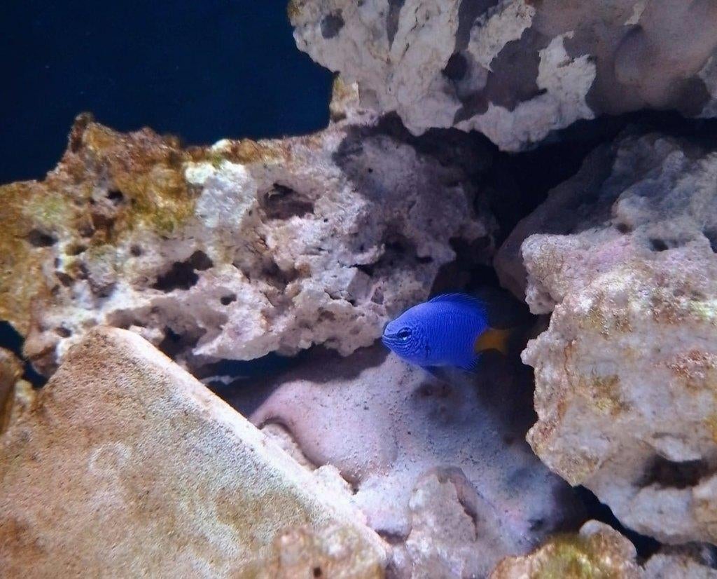 Geelstaart juffer gratis zoutwater vis, Vis, Zoutwatervis, Schoolvis