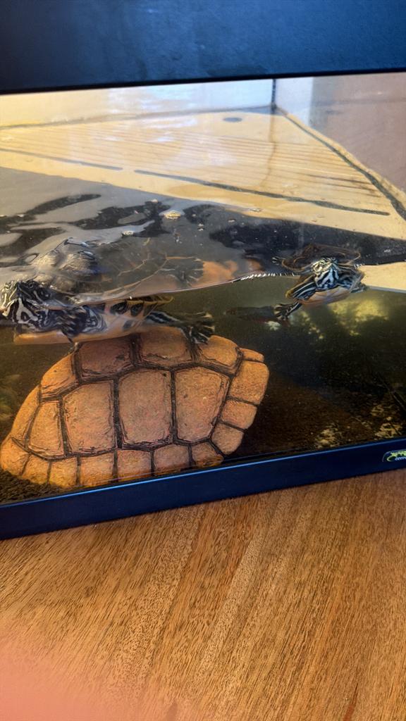 Aqarium voor schildpadden, Ophalen, Zo goed als nieuw