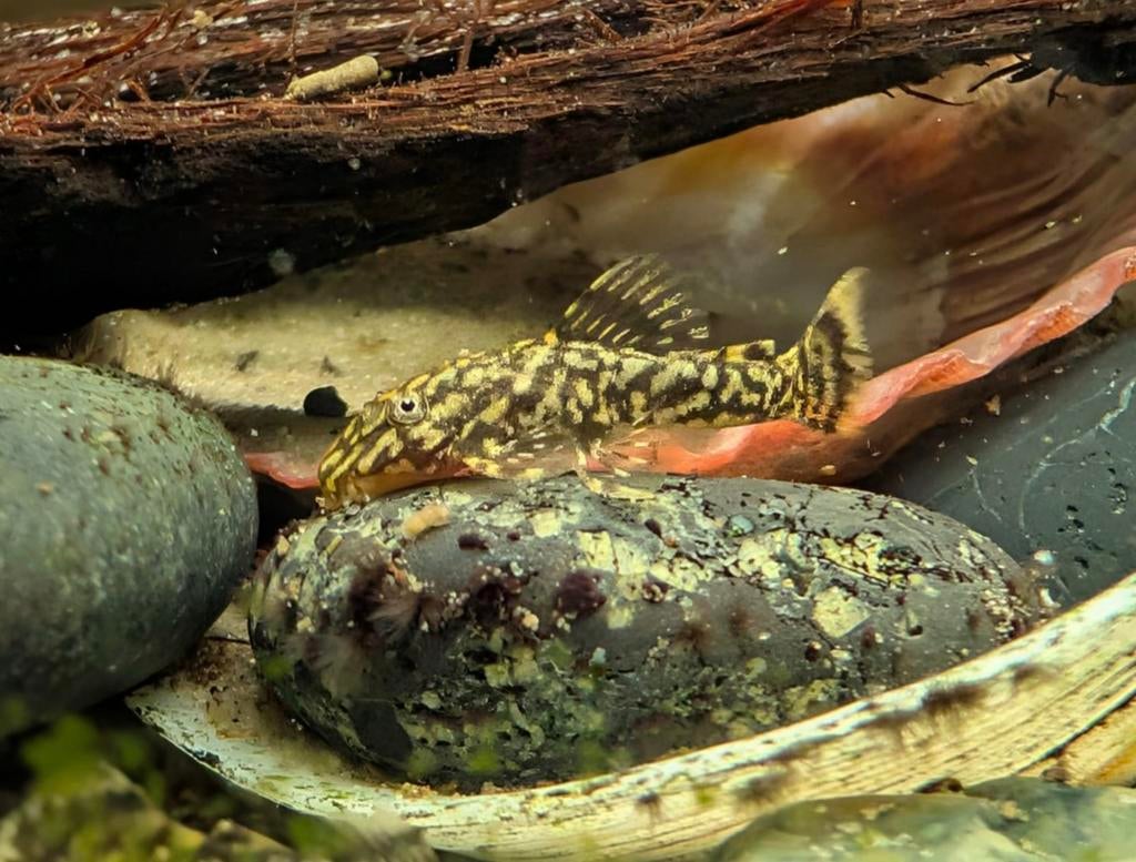 Ancistrus borstelneus meerval algeneters, Vis, Zoetwatervis