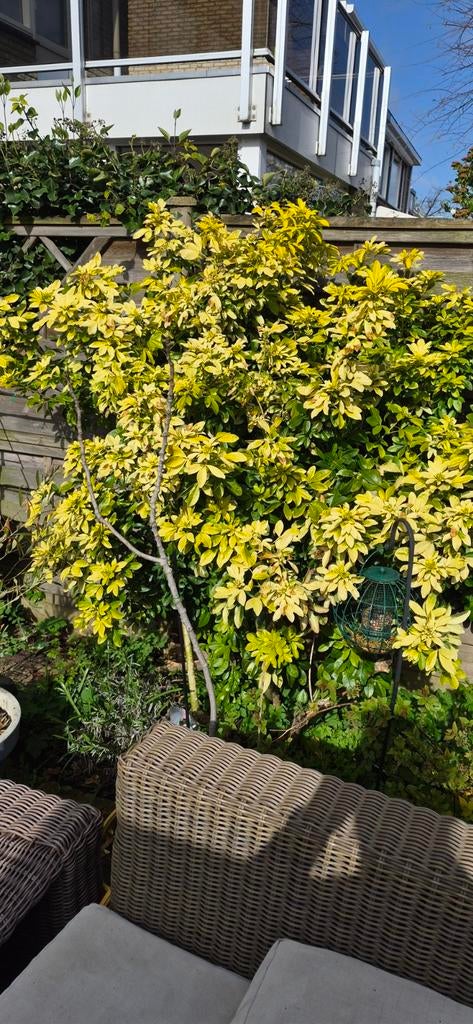 3 grote planten, Ophalen, Overige soorten, 100 tot 250 cm