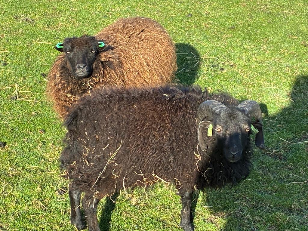 te koop schapen ram, Dieren en Toebehoren, Schapen, Geiten en Varkens, Mannelijk, Schaap, 0 tot 2 jaar