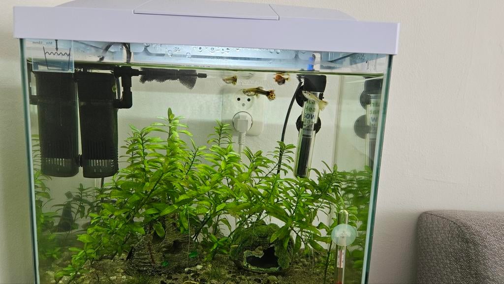 5 guppen beschikbaar. Twee zijn zwanger. Gratis af te halen., Dieren en Toebehoren, Vissen | Aquariumvissen, Vis