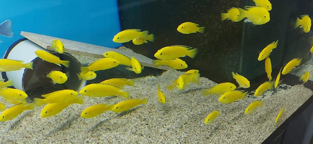 Labidochromis caeruleus yellow kakusa, Vis