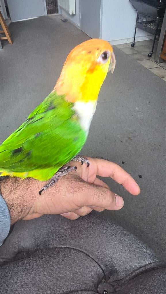 Middleburg meanderhof 4337GR