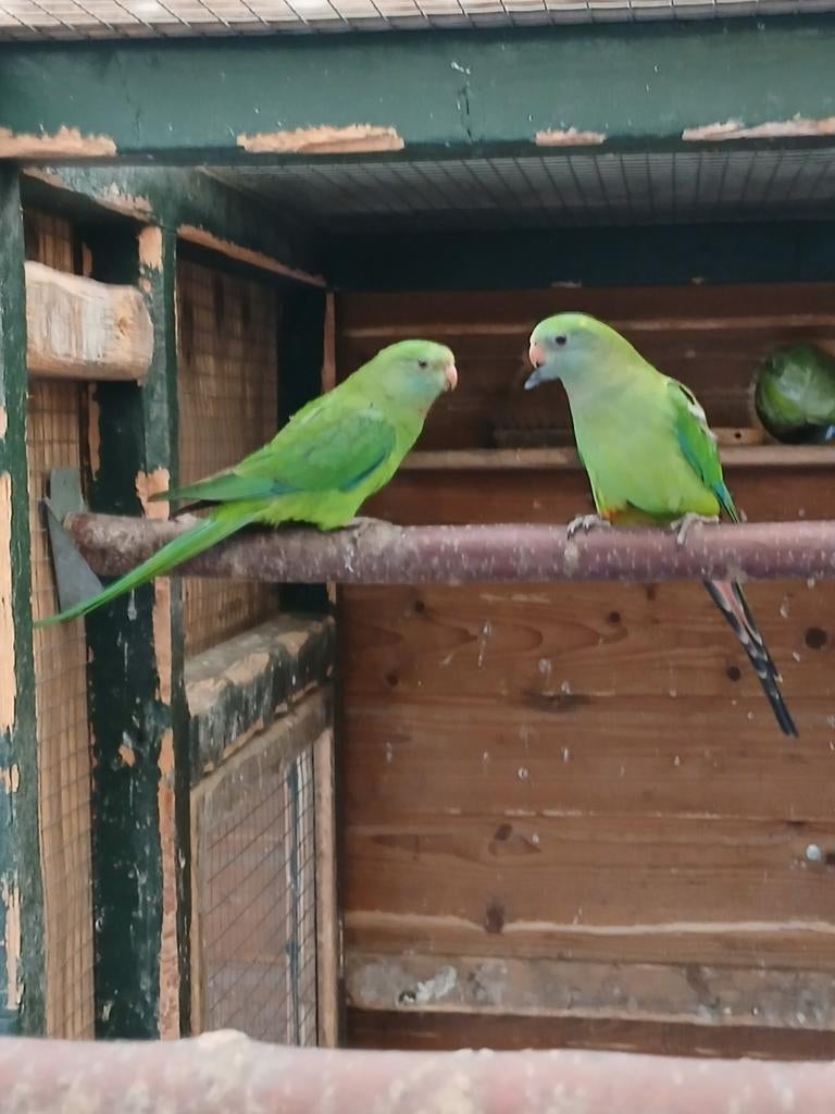 Te koop een mooi koppel barraband parkieten, Dieren en Toebehoren, Vogels | Parkieten en Papegaaien, Meerdere dieren, Parkiet