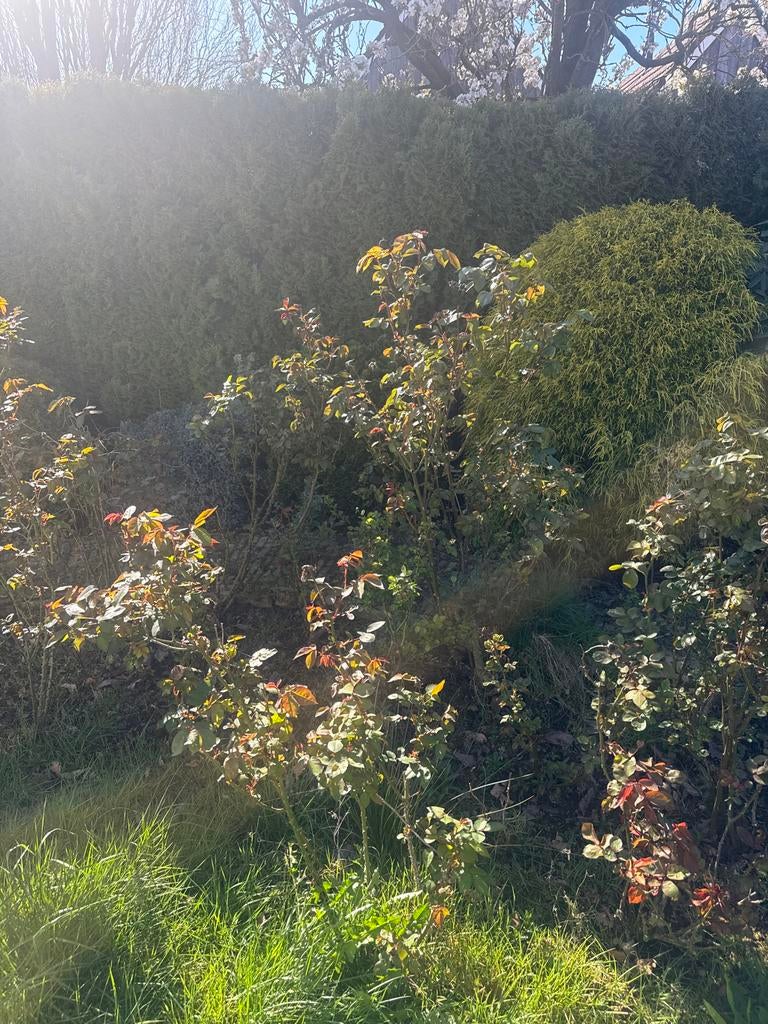 Verschillende rozenstruiken voor uw tuin, Tuin en Terras, Planten | Tuinplanten, Volle zon, Vaste plant, Lente, Ophalen