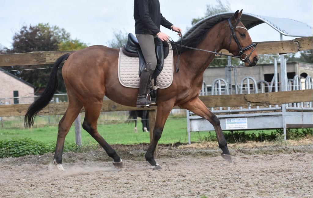 Lieve , vrolijke , 6  jarige ruin, Minder dan 160 cm, Ruin, 3 tot 6 jaar, Recreatiepaard