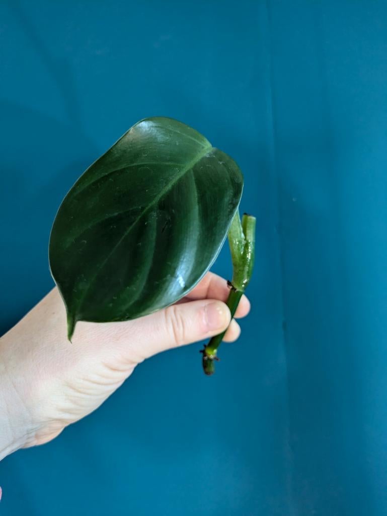 Philodendron Panduriforme stek. Zeldzame plant!, Huis en Inrichting, Kamerplanten, Ophalen of Verzenden, Halfschaduw, Minder dan 100 cm