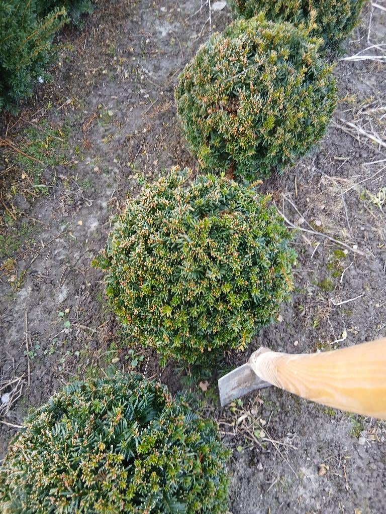 Taxus bollen, Tuin en Terras, Ophalen, Taxus, Struik, Minder dan 100 cm