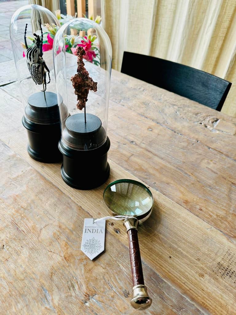 Goliathus orientalis scarabe scarabee kever vitrinekast, Dieren en Toebehoren, Overige soorten