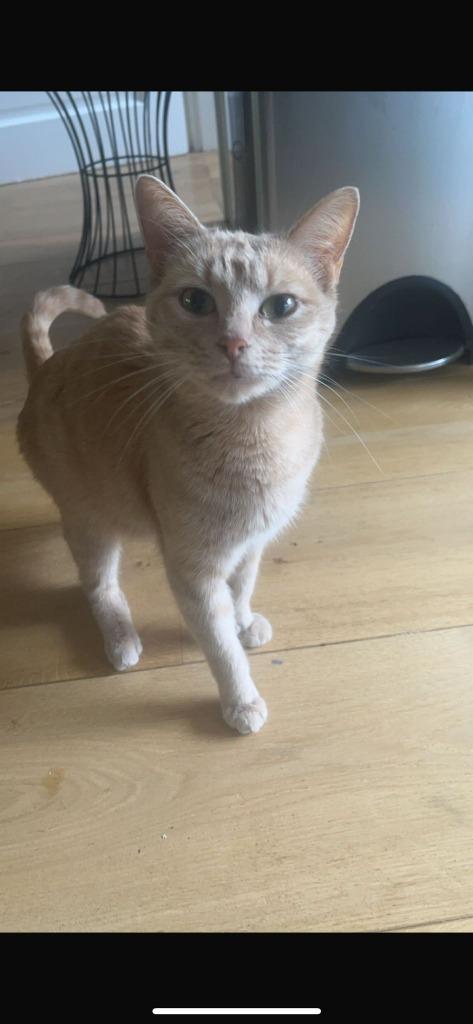 Katten, Dieren en Toebehoren, Katten en Kittens | Raskatten | Korthaar, Poes, 3 tot 5 jaar