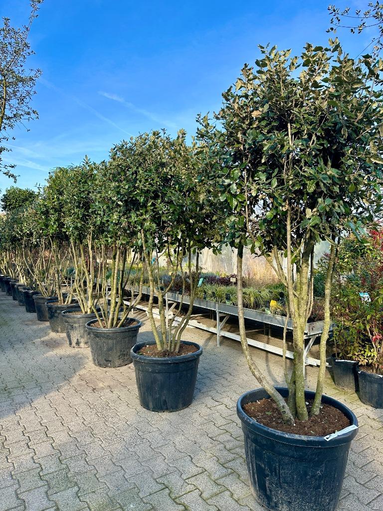 Exclusieve meerstammige steeneik ( Quercus ilex ) te koop!!!, Tuin en Terras, Planten | Bomen, 100 tot 250 cm, Zomer, Volle zon