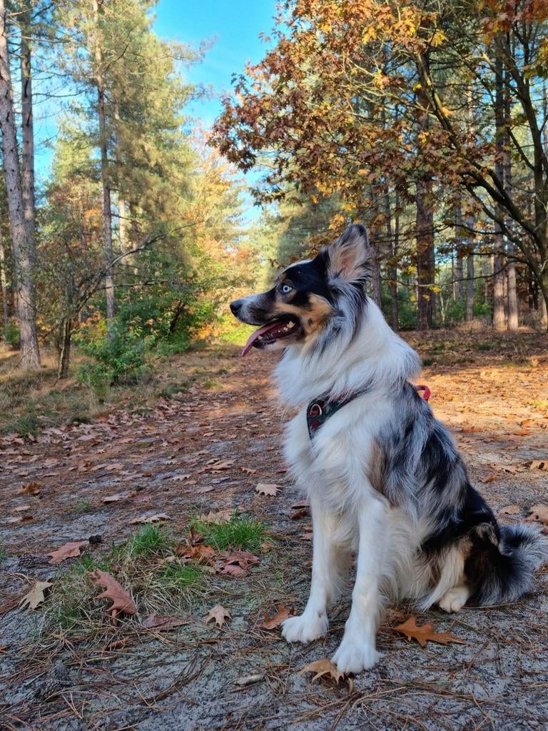 Bordercollie reu ter dekking  aangeboden, dekreu Bordercolli, Dieren en Toebehoren, Honden | Dekreuen, Particulier, Reu, Buitenland