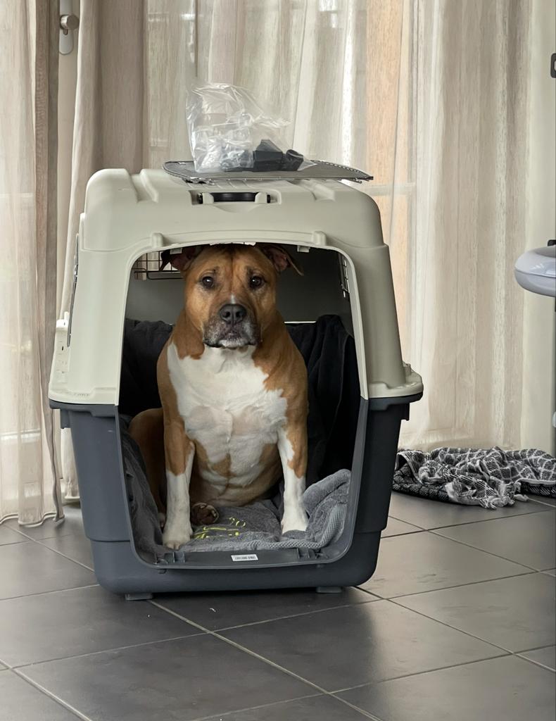 Honden vervoer bench/ reis box, Ophalen of Verzenden, Gebruikt