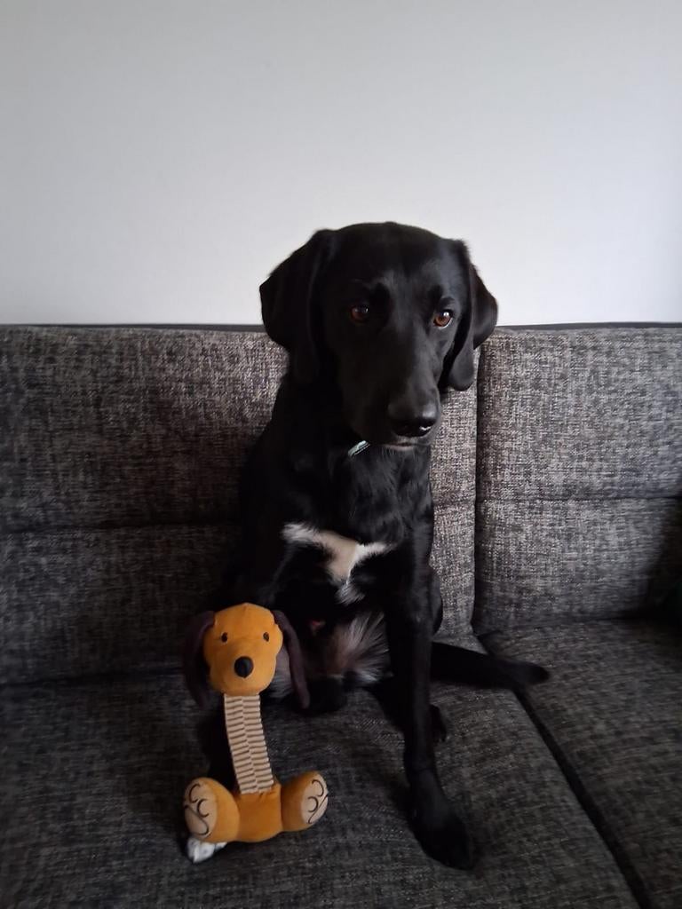 Lieve hond zoekt iemand die hem wil uitlaten, Dieren en Toebehoren, Ophalen of Verzenden