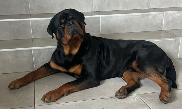 ‼️FCI STAMBOOM ROTTWEILER DEKREU‼️, Dieren en Toebehoren, Honden | Dekreuen, Reu, 1 tot 2 jaar, Parvo, Eén hond