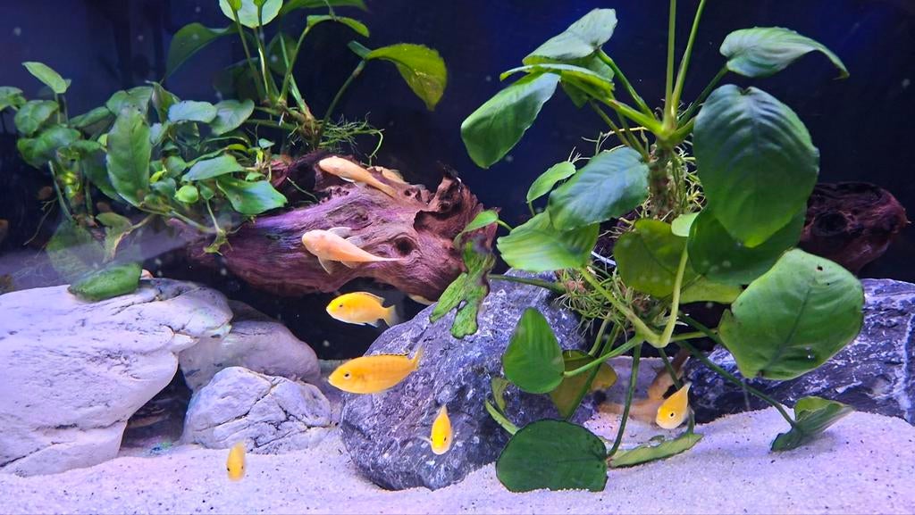 Malawi chiclides labidochromis caeruleus yellow, Vis, Zoetwatervis