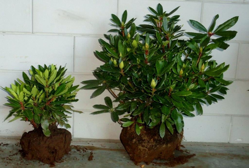 Rhododendrons, Ophalen, Rhododendron, Haag, Minder dan 100 cm