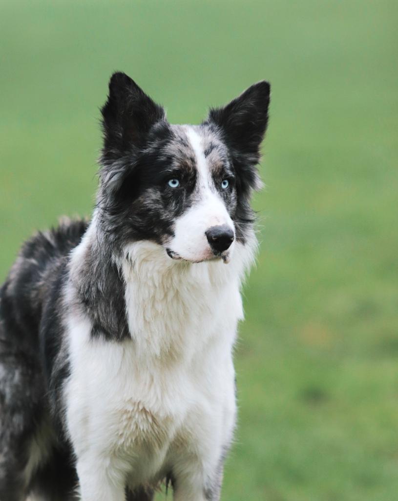 Mooie blue Merle border collie dekreu, volledig getest!, Reu, 1 tot 2 jaar, Parvo, Eén hond