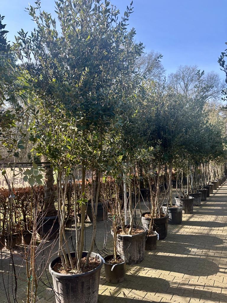 Meerstammige steeneik natuurlijke groeivorm ( Quercus ilex), Tuin en Terras, Planten | Bomen, 250 tot 400 cm, Zomer, Volle zon