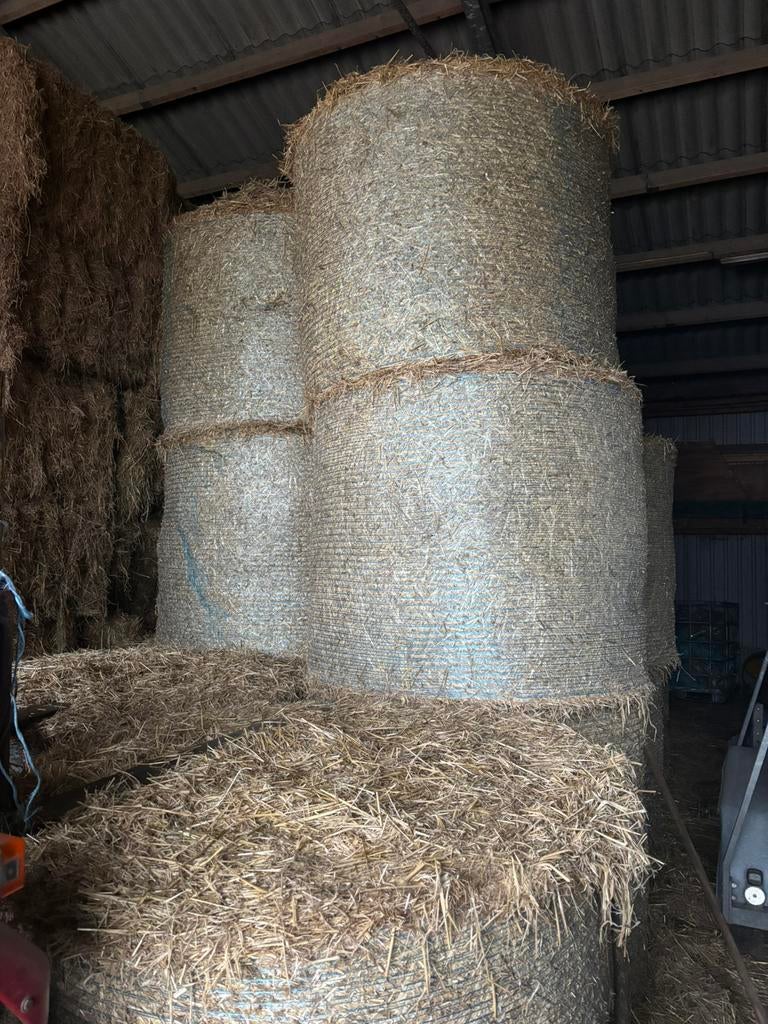 Tarwestro, Ophalen of Verzenden, Vee