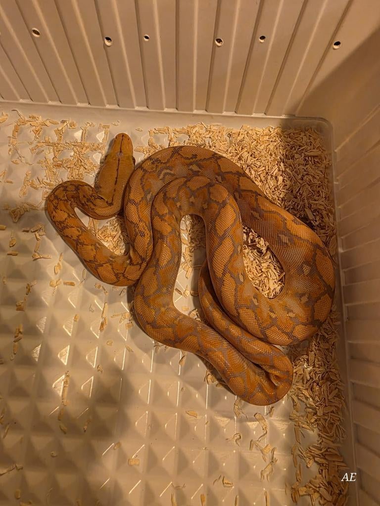 Dwarf Malayopython Reticulatus (dwerg netpython) Reticulated Python - unknown for sale from Dennis