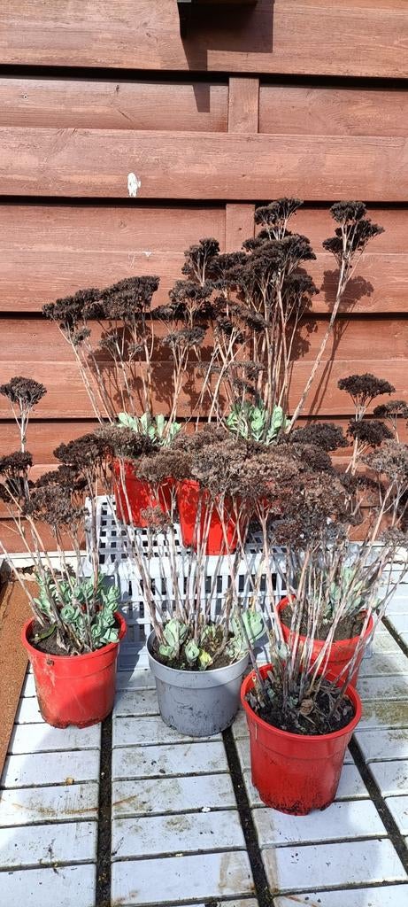 Sedum Herbstfreude (hemelsleutel) 4st voor €7,50., Volle zon, Vaste plant, Zomer, Ophalen