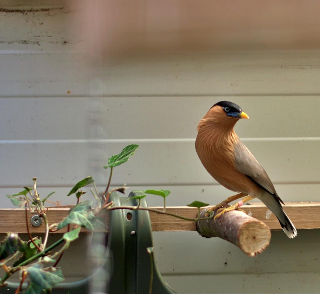 Gezocht pagode spreeuw pop, Dieren en Toebehoren, Vrouwelijk