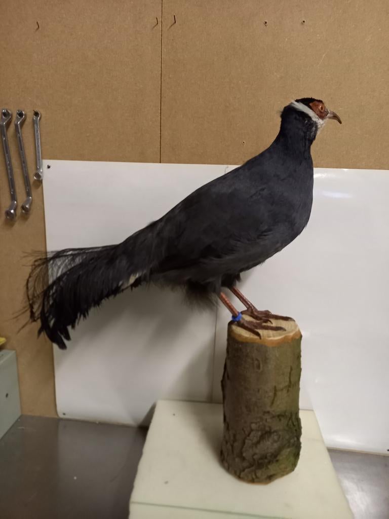 Opgezette Swinhoefazant, Verzamelen, Dierenverzamelingen, Ophalen, Zo goed als nieuw, Vogel, Opgezet dier