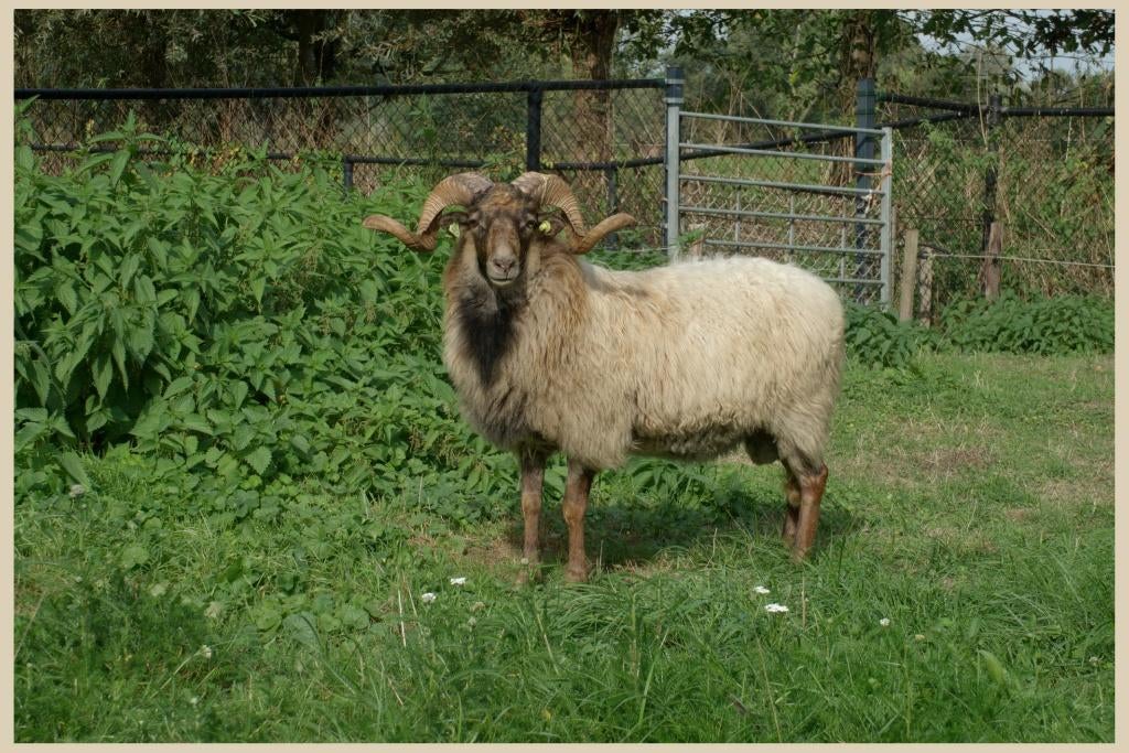 Kempische Heideschaap te koop, Dieren en Toebehoren, Schapen, Geiten en Varkens, Mannelijk, Schaap, 0 tot 2 jaar