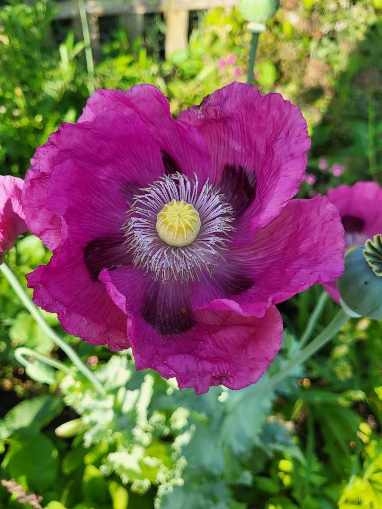Zaden Papaver enkele paarse bloem, Verzenden, Volle zon