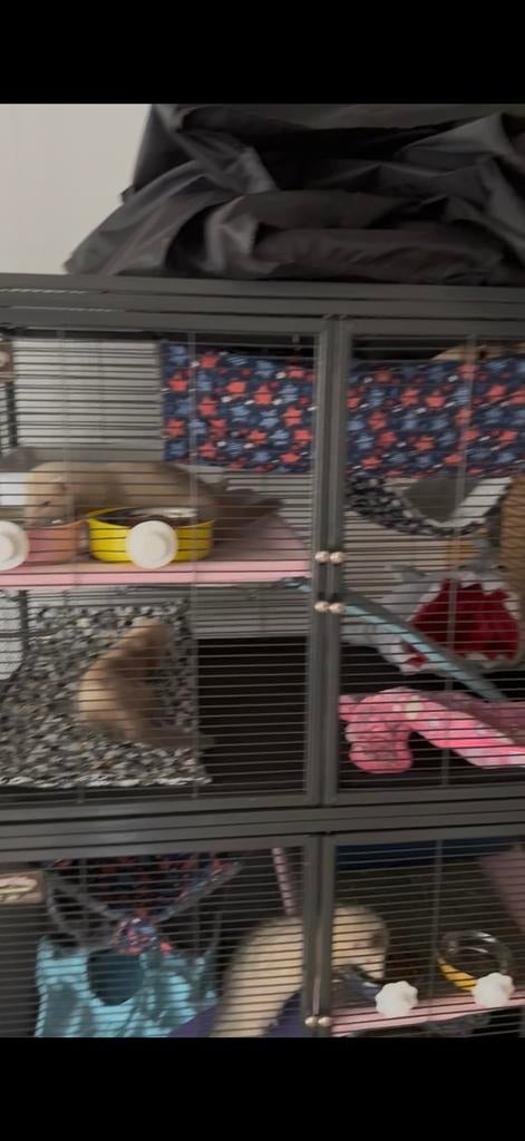 Midwest critter nation en een ferret nation, Ophalen of Verzenden, Kooi, Chinchilla, 90 cm of meer