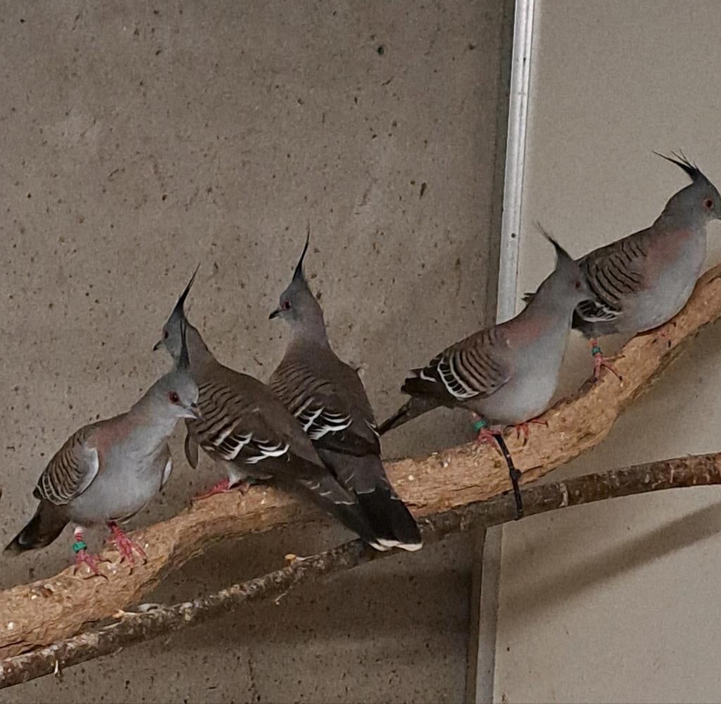 Australische kuifduiven, 10 stuks, Dieren en Toebehoren, Vogels | Duiven, Meerdere dieren