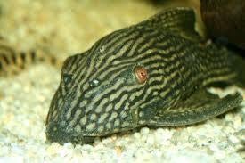 L-Nummers: L330 Panaque nigrolineatus laurafabianae, Dieren en Toebehoren, Vis, Zoetwatervis