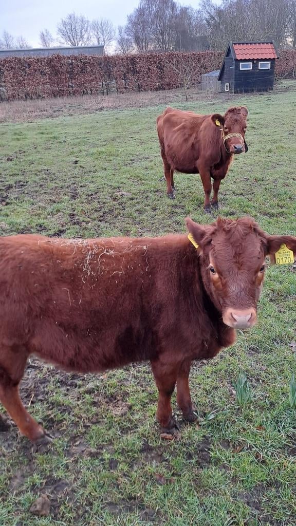 Dexter koe met kalf, rood hoogbenig., Dieren en Toebehoren, Runderen, Meerdere dieren